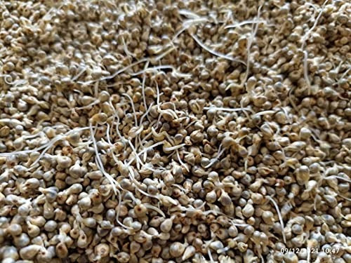 Sproted Feast Sprouted Bajra Flour - 800 gms