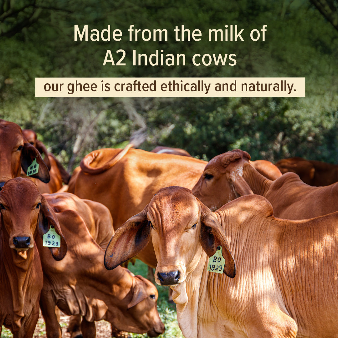 A2 Desi Cow Ghee