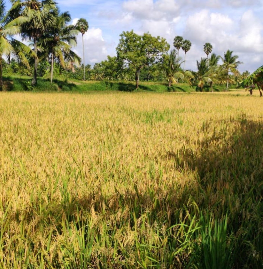 Uma (Kerala Red Rice, Parboiled)