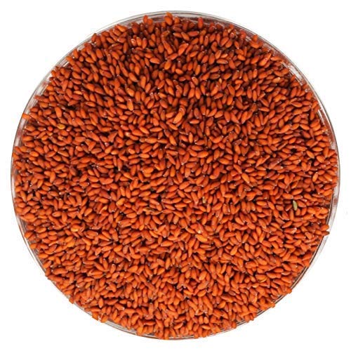 NutriOrganics Halim Seeds 250 Grams - Aliv Seeds | Haleem Seeds | Seeds for Eating | Immunity Booster Superfood | Asaliya, Garden Cress Seeds