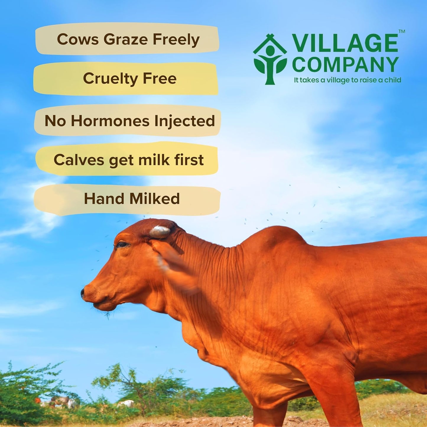 Village Company A2 Cow Desi Ghee - 500 gms (pack of 2)