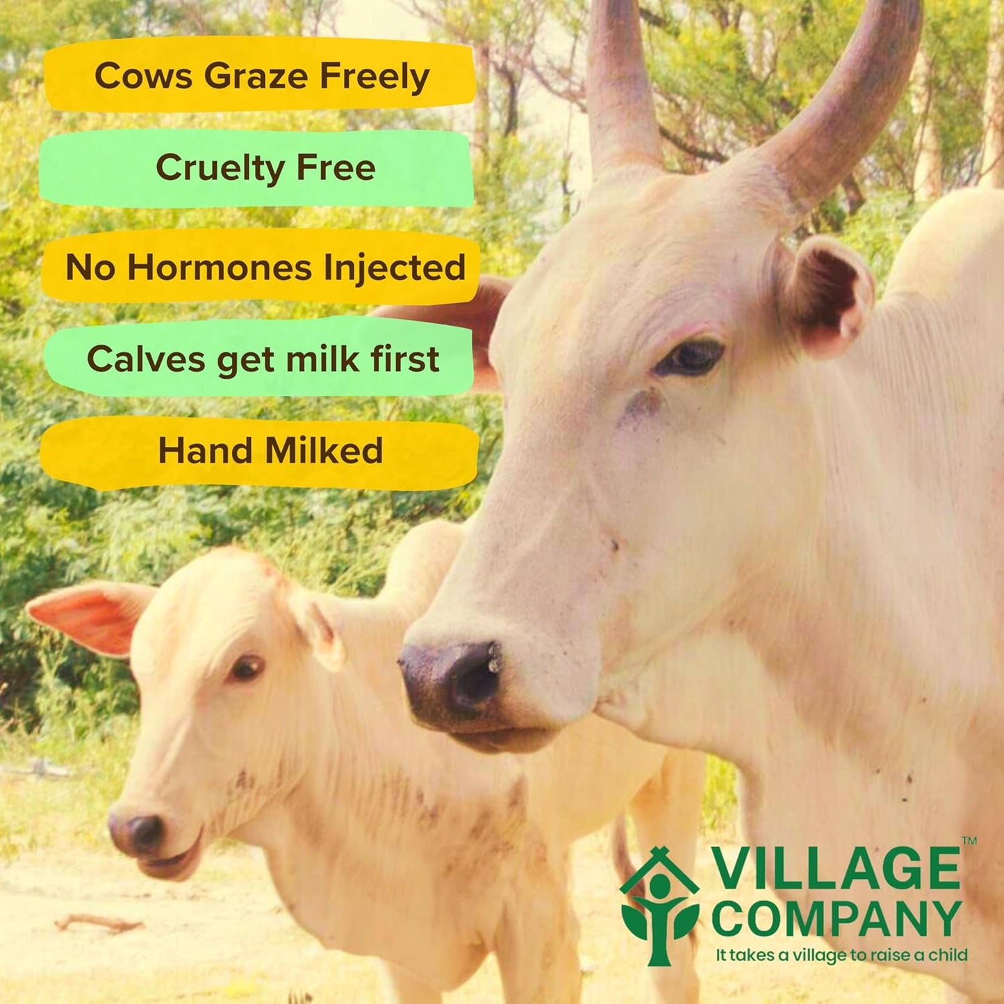 Village Company A2 Kangayam  Desi Cow Ghee - 1000 gms