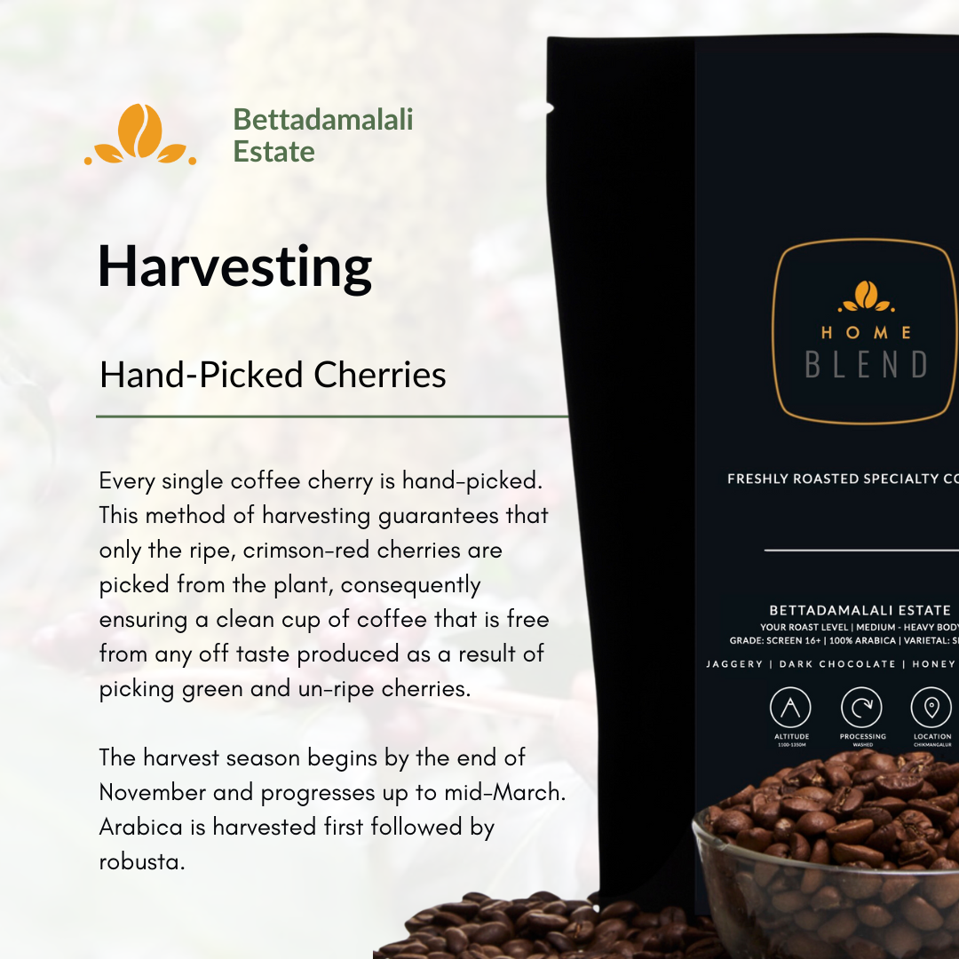 Ground Coffee - Bettadamalali Estate - Pack of 250g