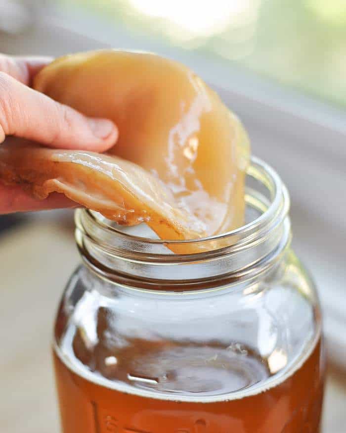 Kombucha Scoby