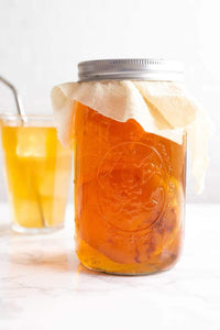 Kombucha Scoby