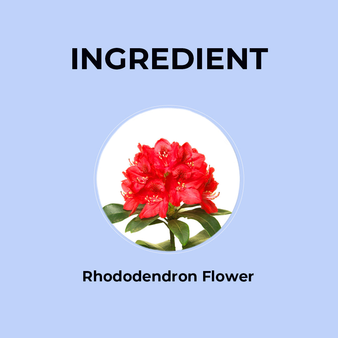 Rhododendron Herbal Infusion - 20g | Pack of 2