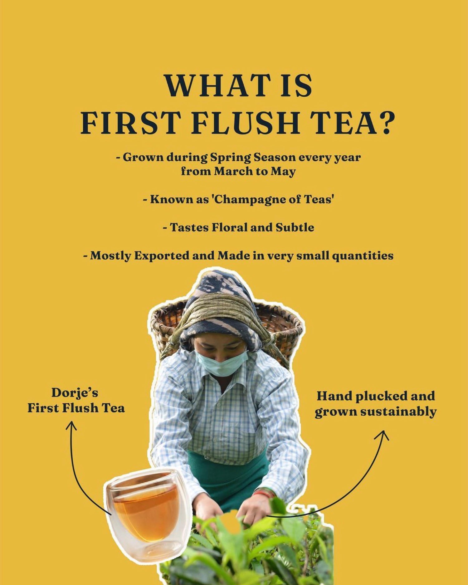 NEW LAUNCH: First Flush Darjeeling Tea | 2024 Harvest