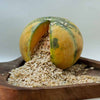 Healthy Master Muskmelon Seeds (Kharbuja) - Plain